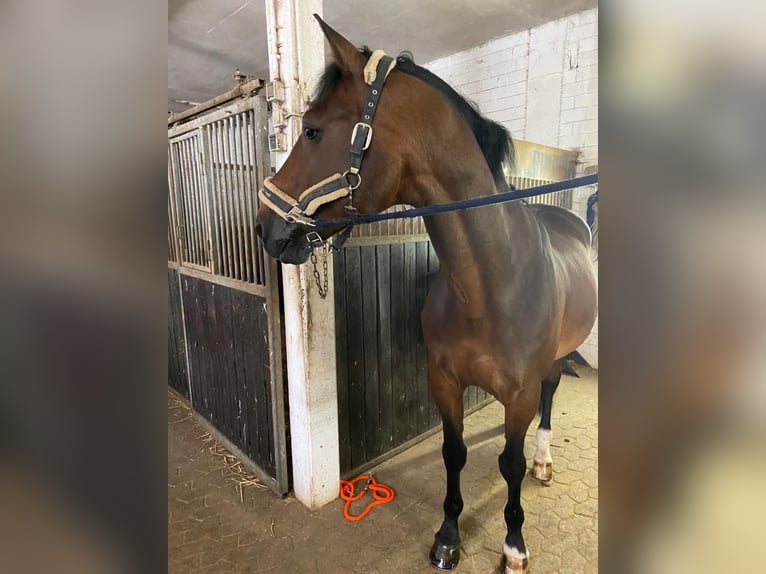 Zangersheider Gelding 16 years 17 hh Brown in Düsseldorf
