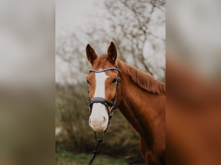 Zangersheider Gelding 17 years 16,2 hh Chestnut-Red in Hambr&#xFC;cken