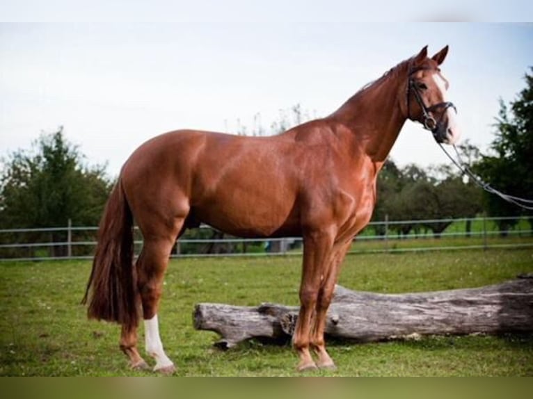 Zangersheider Gelding 17 years 16,2 hh Chestnut-Red in Hambr&#xFC;cken