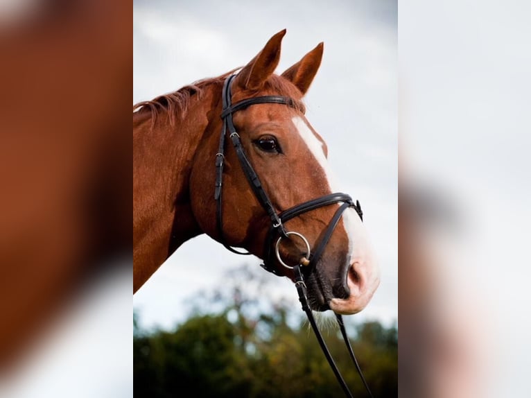 Zangersheider Gelding 17 years 16,2 hh Chestnut-Red in Hambr&#xFC;cken