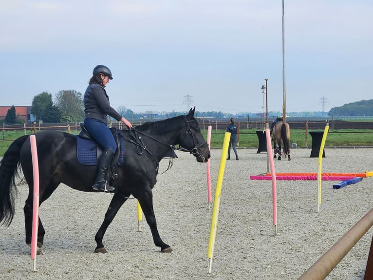 Zangersheider Gelding 17 years 16,3 hh Black in Rijsbergen