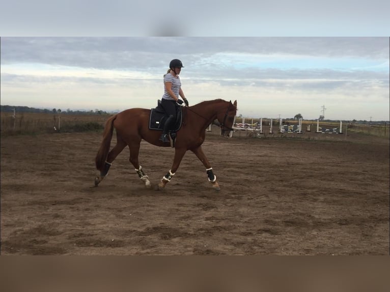 Zangersheider Gelding 18 years 16,2 hh Chestnut-Red in Hambrücken
