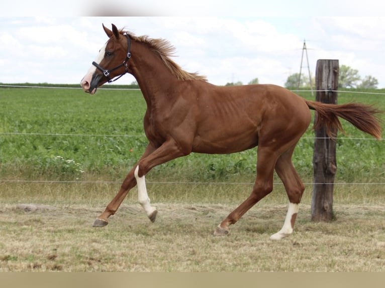 Zangersheider Gelding 1 year 16.2 hh Chestnut-Red in Dobromierz