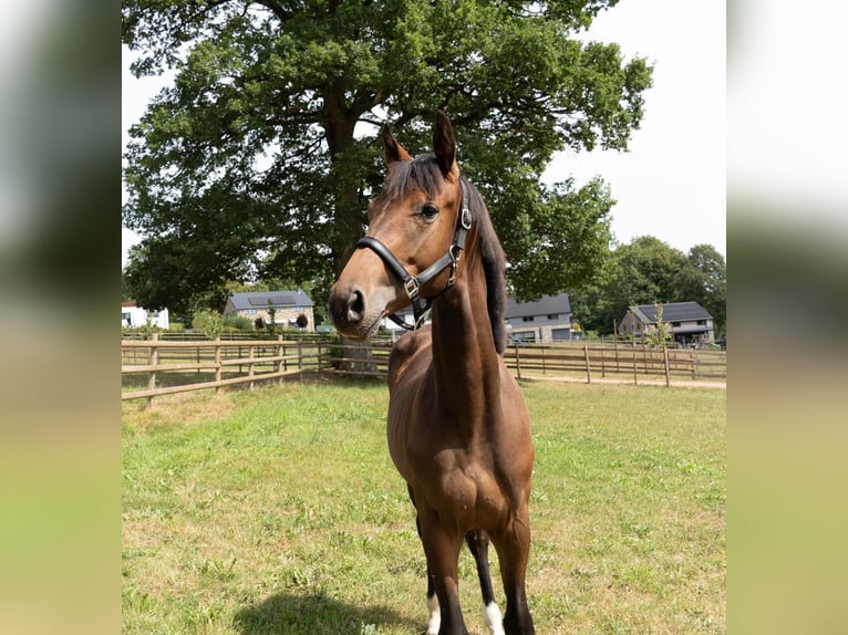 Zangersheider Gelding 1 year 16 hh Brown in Kaulille