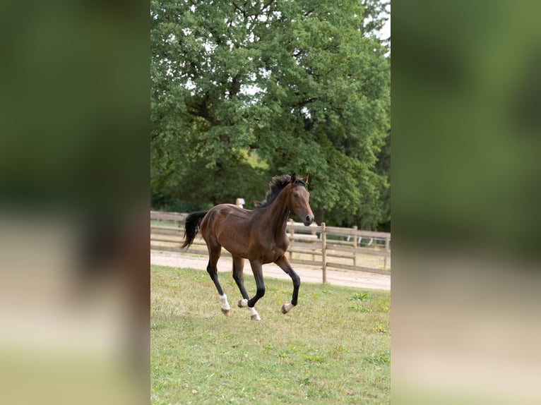 Zangersheider Gelding 1 year 16 hh Brown in Kaulille