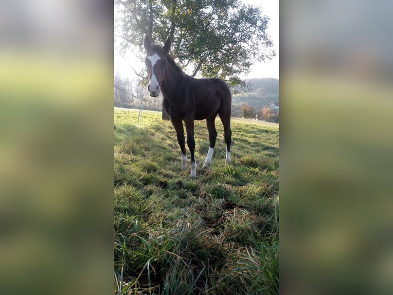 Zangersheider Gelding 1 year 16,2 hh Brown in Reichelsheim/Rohrbach