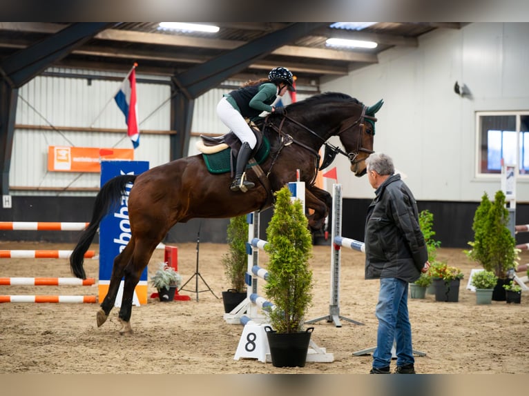 Zangersheider Gelding 1 year 17 hh Brown in Hellevoetsluis