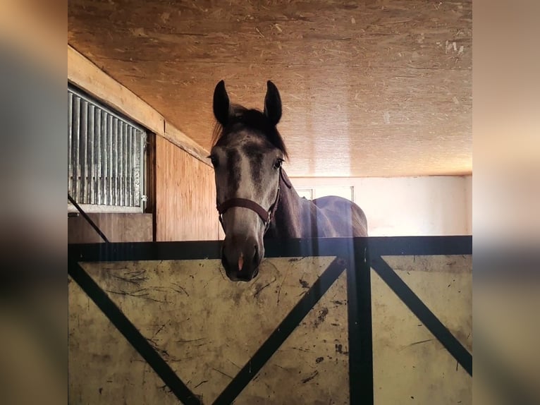 Zangersheider Gelding 1 year Grey-Dapple in Loučeň Zangersheider Gelding 1 year Grey-Dapple in Loučeň