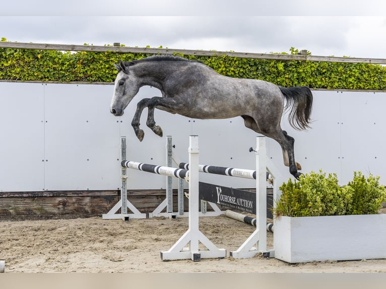 Zangersheider Gelding 2 years 15.2 hh  in Waddinxveen