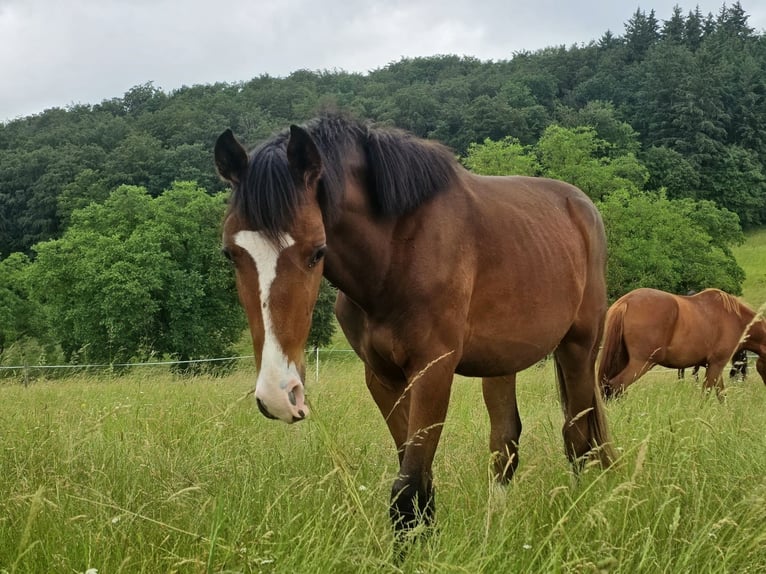 Zangersheider Gelding 2 years 16.2 hh Brown in Reichelsheim/Rohrbach