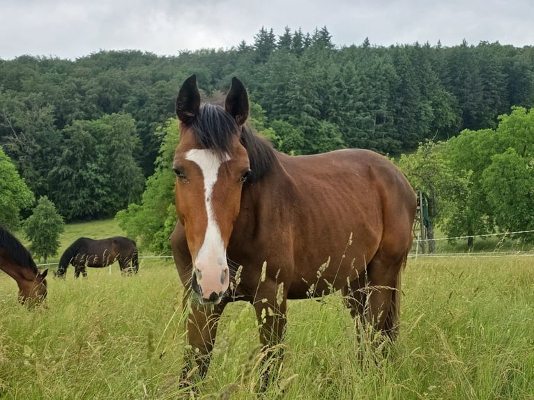 Zangersheider Gelding 2 years 16.2 hh Brown in Reichelsheim/Rohrbach