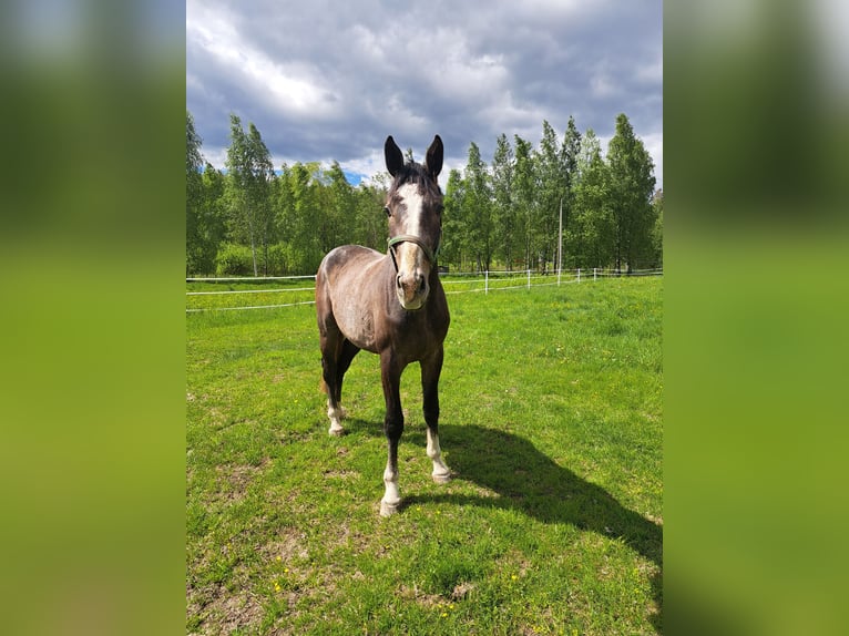 Zangersheider Gelding 2 years 16.2 hh Grey in Kirkkonummi