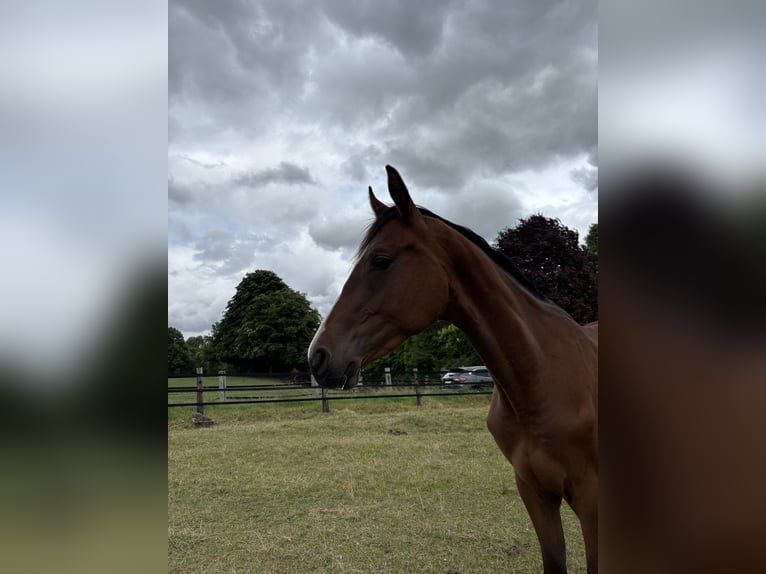 Zangersheider Gelding 2 years 16,1 hh Brown in Erkelenz