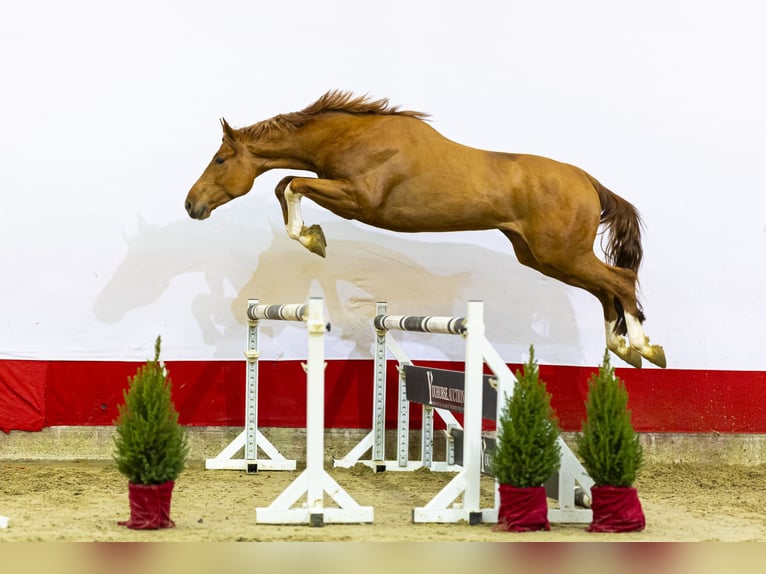 Zangersheider Gelding 2 years 16,2 hh Chestnut-Red in Waddinxveen