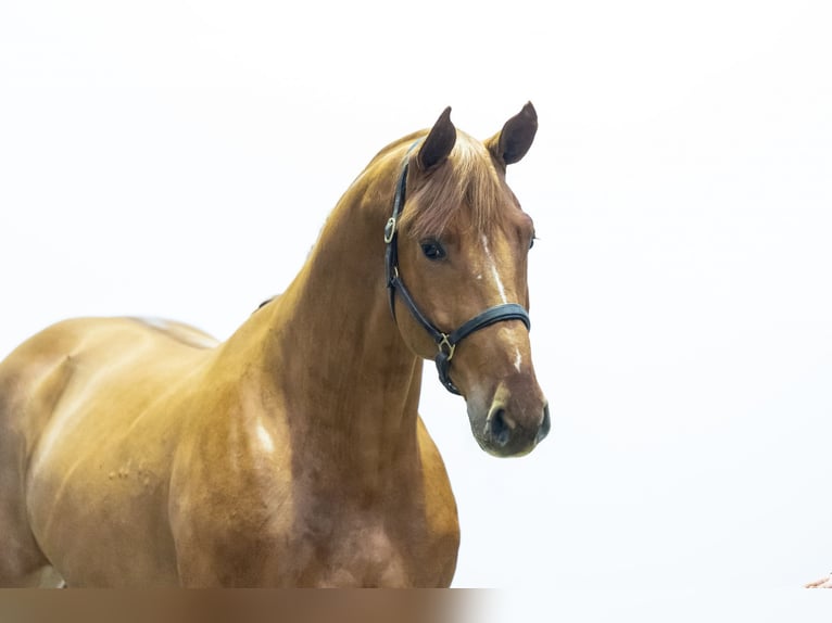 Zangersheider Gelding 2 years 16,2 hh Chestnut-Red in Waddinxveen