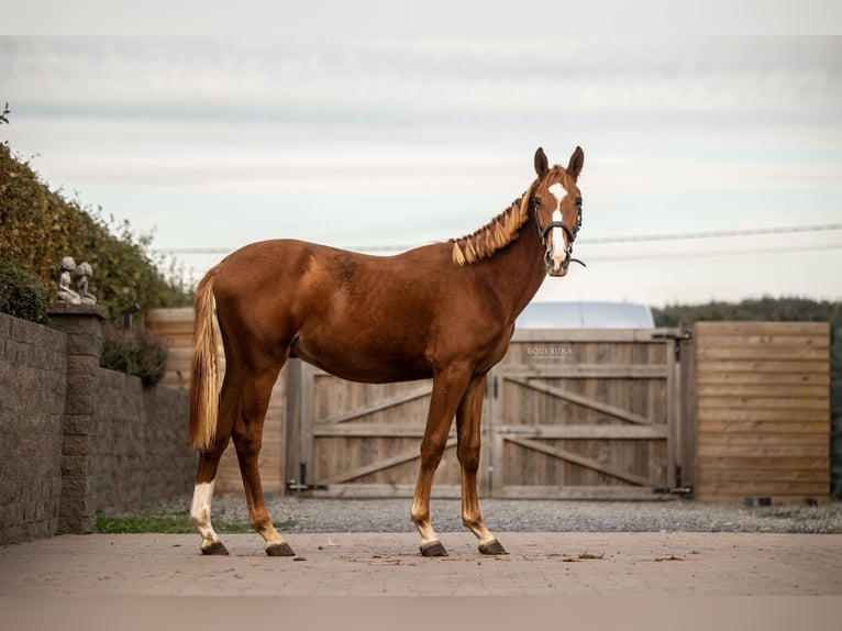 Zangersheider Gelding 2 years  in Geetbets