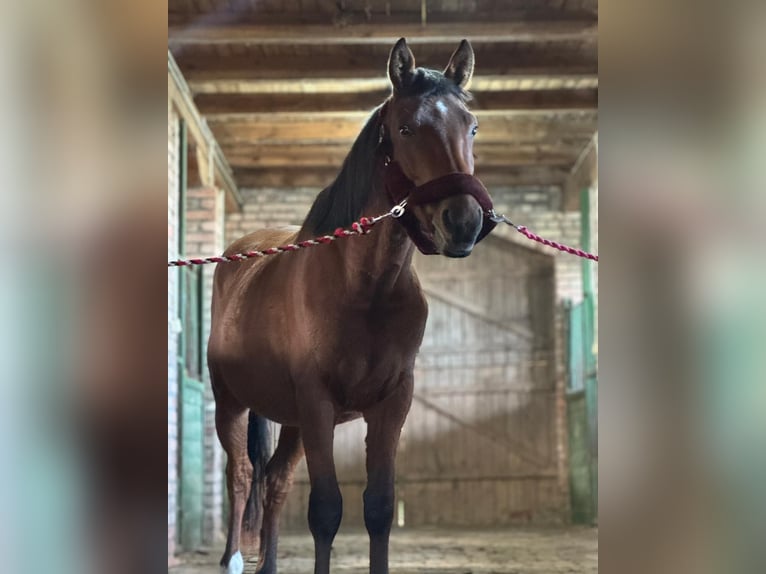 Zangersheider Gelding 3 years 15.1 hh Bay in Świdwin