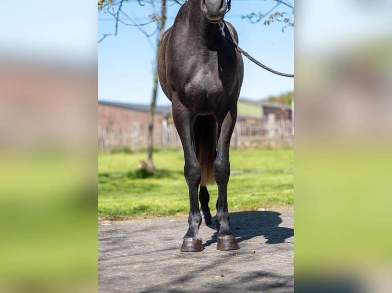 Zangersheider Gelding 3 years 15.2 hh  in GROTE-BROGEL