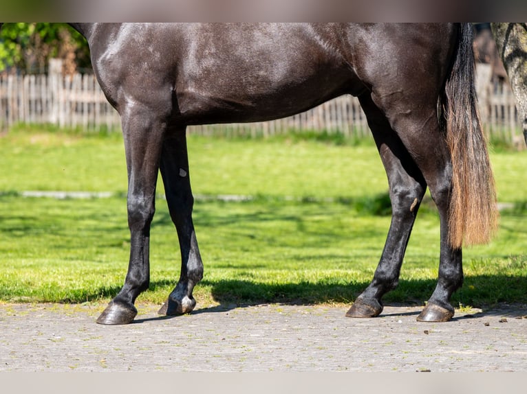 Zangersheider Gelding 3 years 15.2 hh  in GROTE-BROGEL