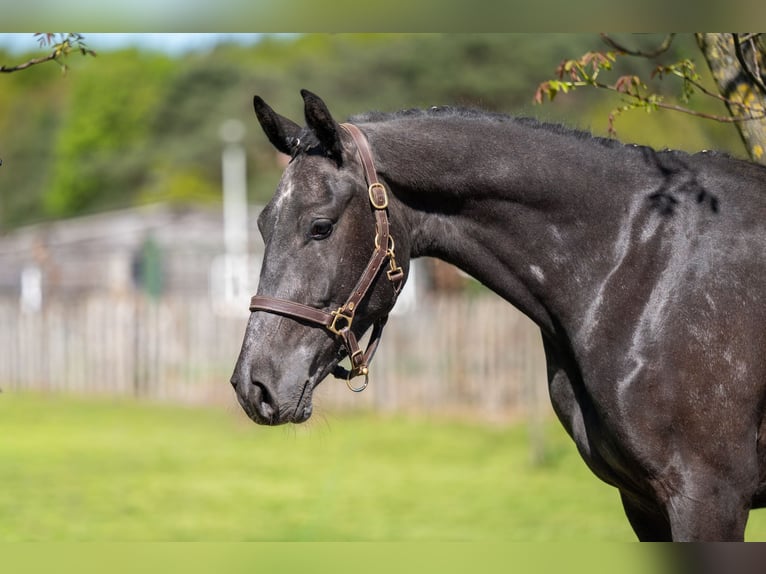 Zangersheider Gelding 3 years 15.2 hh  in GROTE-BROGEL