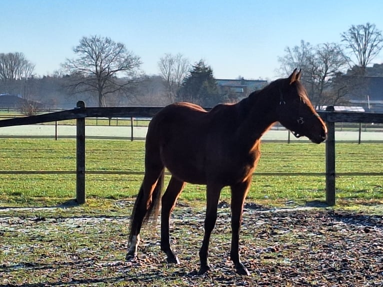 Zangersheider Gelding 3 years 15,1 hh Brown in Pelt