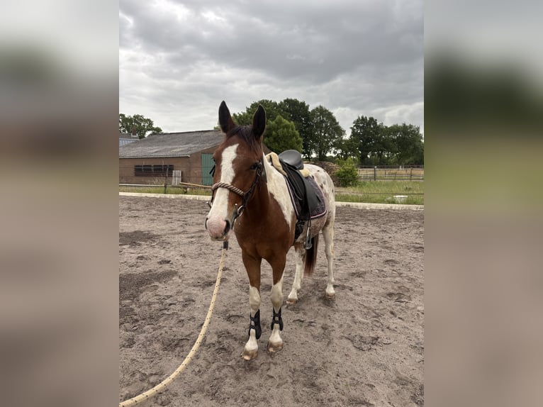 Zangersheider Mix Gelding 3 years 15,1 hh Pinto in Oudenbosch