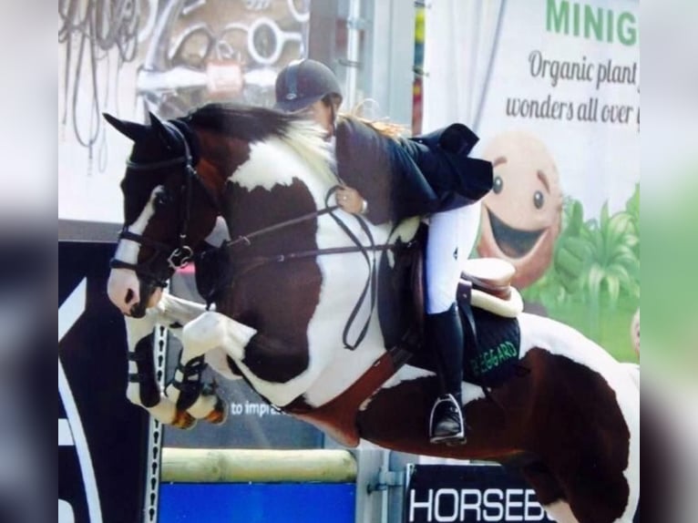 Zangersheider Mix Gelding 3 years 15,1 hh Pinto in Oudenbosch