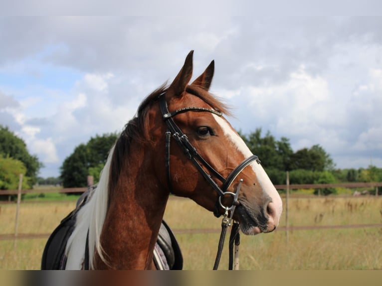 Zangersheider Mix Gelding 3 years 15,1 hh Pinto in Oudenbosch