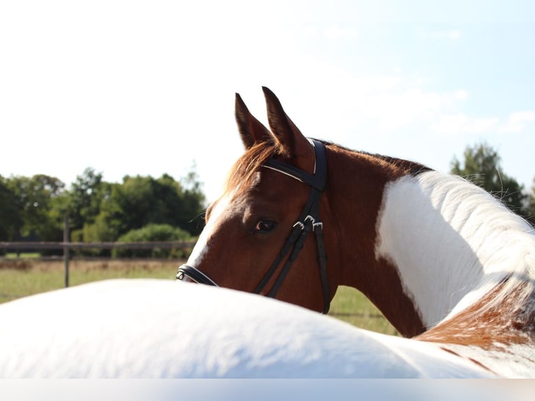 Zangersheider Mix Gelding 3 years 15,1 hh Pinto in Oudenbosch