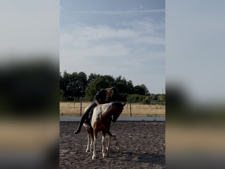 Zangersheider Mix Gelding 3 years 15,1 hh Pinto in Oudenbosch