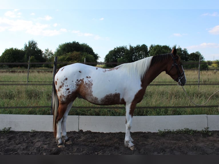Zangersheider Mix Gelding 3 years 15,1 hh Pinto in Oudenbosch