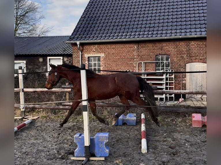 Zangersheider Gelding 3 years 15,2 hh Brown in Hamminkeln