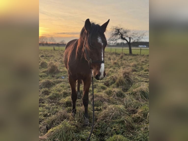 Zangersheider Gelding 3 years 15,2 hh Brown in Hamminkeln
