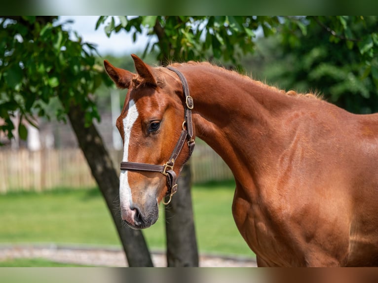 Zangersheider Gelding 3 years 15,2 hh Chestnut-Red in GROTE-BROGEL