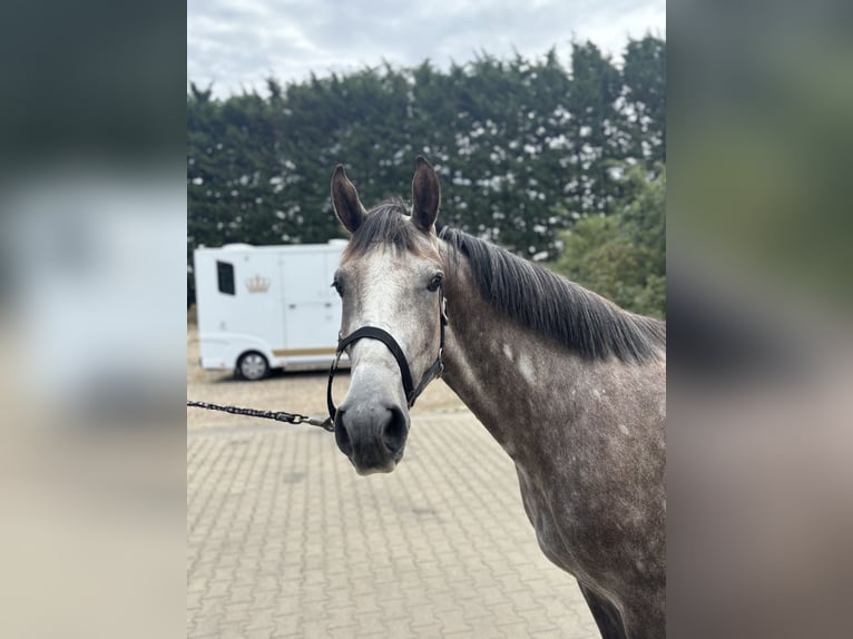 Zangersheider Gelding 3 years 15,2 hh Gray in Krefeld