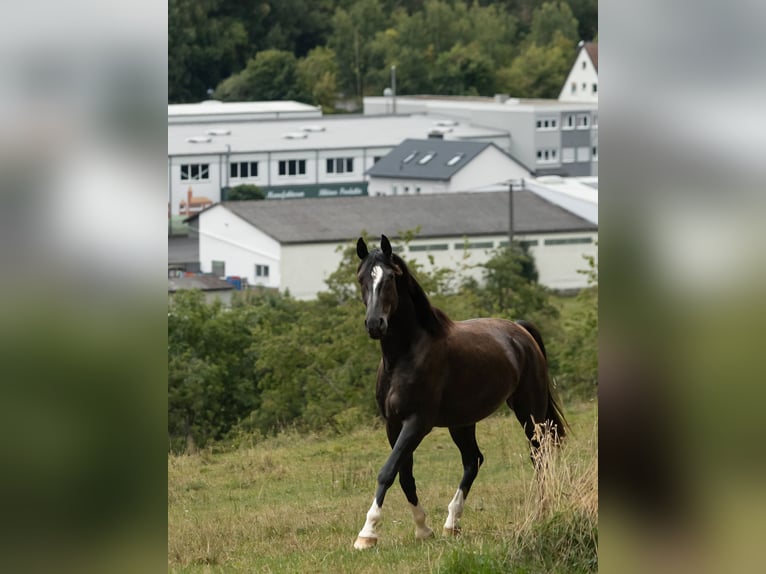 Zangersheider Gelding 3 years 15,3 hh Black in Tann