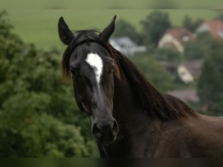 Zangersheider Gelding 3 years 15,3 hh Black in Tann