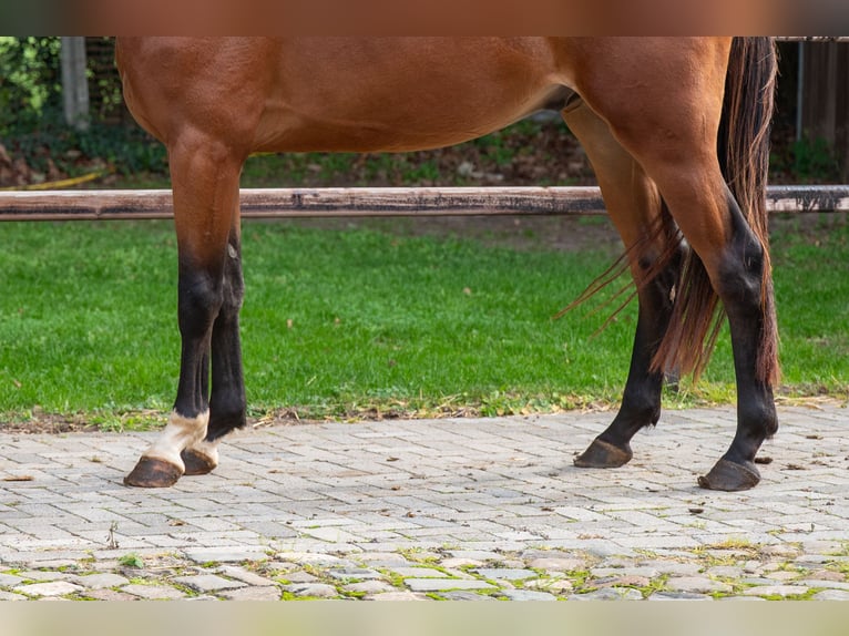 Zangersheider Gelding 3 years 16.1 hh Brown in Kaulille