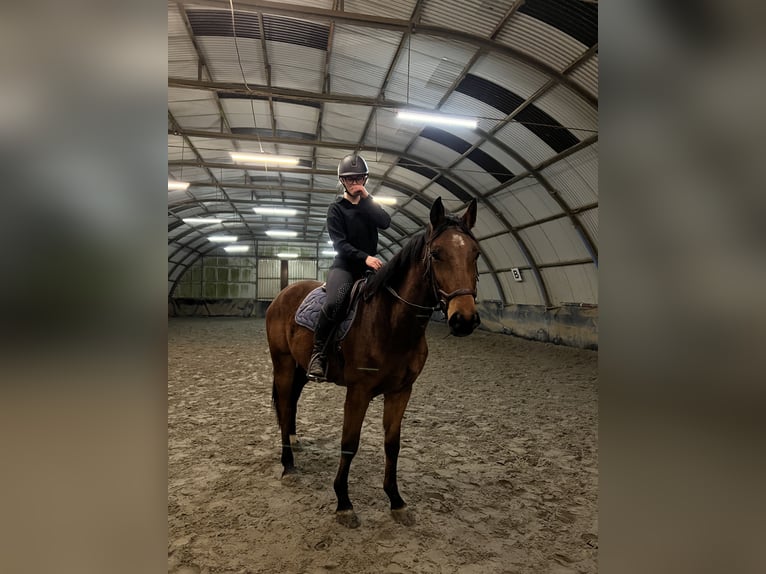 Zangersheider Gelding 3 years 16,1 hh Brown in Lille