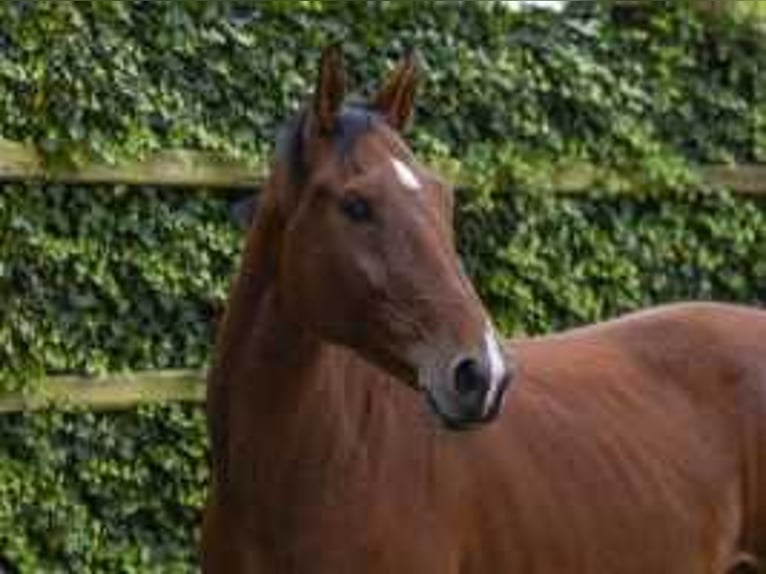 Zangersheider Gelding 3 years 16,1 hh Brown in Waddinxveen