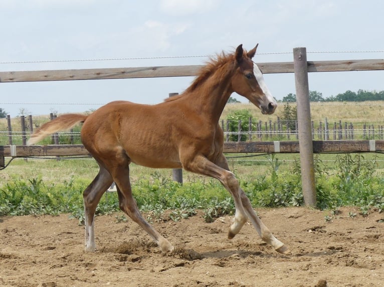 Zangersheider Gelding 3 years 16.1 hh Chestnut-Red in Mücheln (Geiseltal)