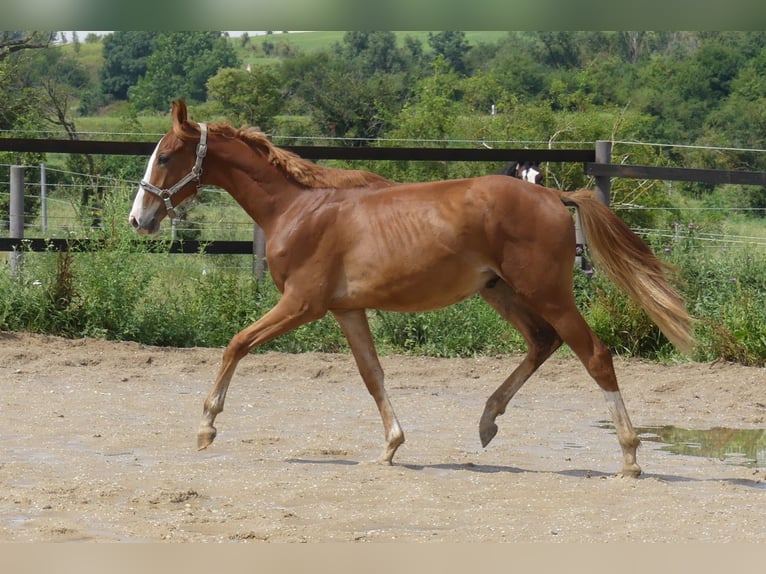 Zangersheider Gelding 3 years 16.1 hh Chestnut-Red in Mücheln (Geiseltal)