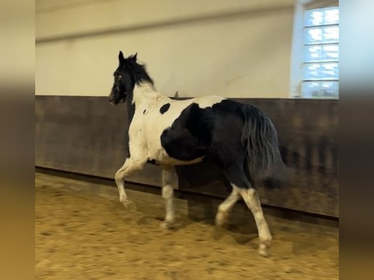 Zangersheider Gelding 3 years 16,2 hh Pinto in Kevelaer