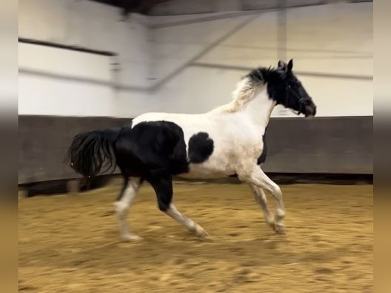 Zangersheider Gelding 3 years 16,2 hh Pinto in Kevelaer