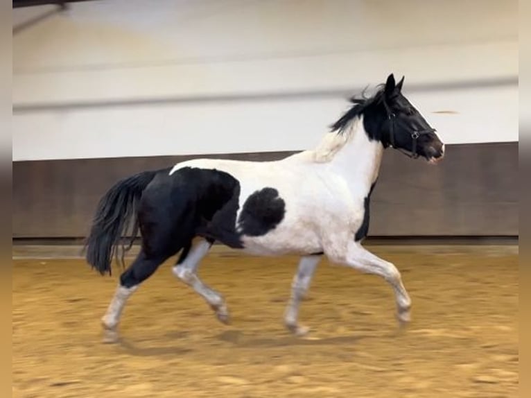 Zangersheider Gelding 3 years 16,2 hh Pinto in Kevelaer