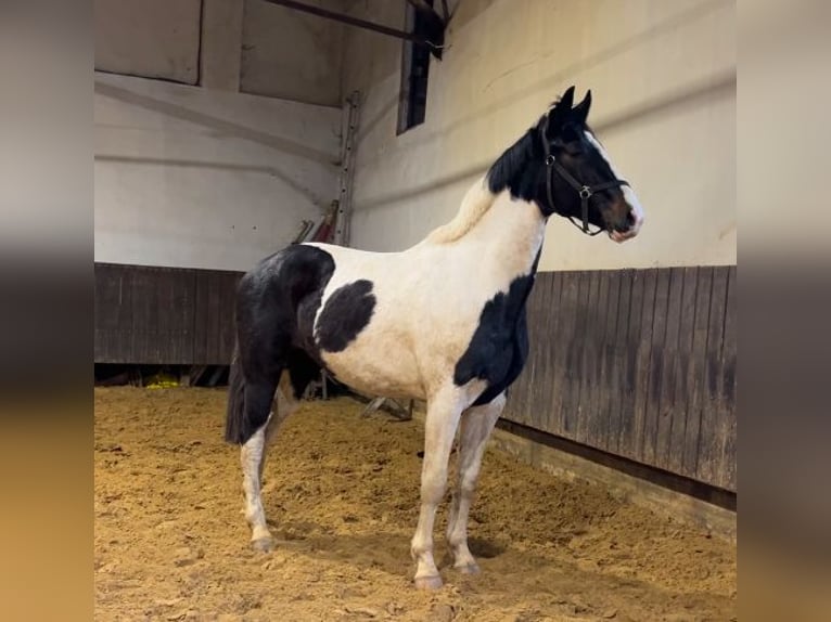 Zangersheider Gelding 3 years 16,2 hh Pinto in Kevelaer