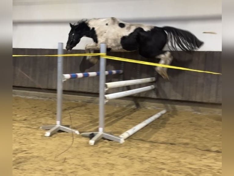 Zangersheider Gelding 3 years 16,2 hh Pinto in Kevelaer