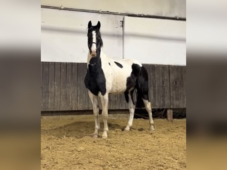 Zangersheider Gelding 3 years 16,2 hh Pinto in Kevelaer