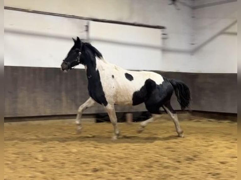 Zangersheider Gelding 3 years 16,2 hh Pinto in Kevelaer