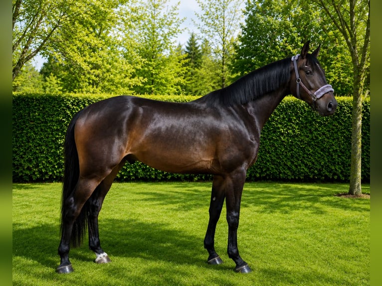 Zangersheider Gelding 3 years 16.2 hh Smoky-Black in Königsbach-Stein